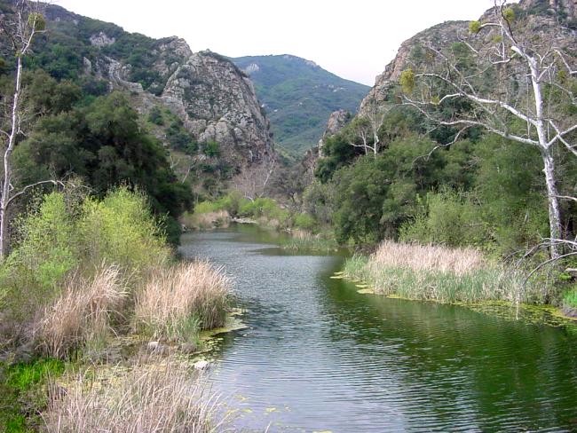 Stream in Santa Monica Mountains